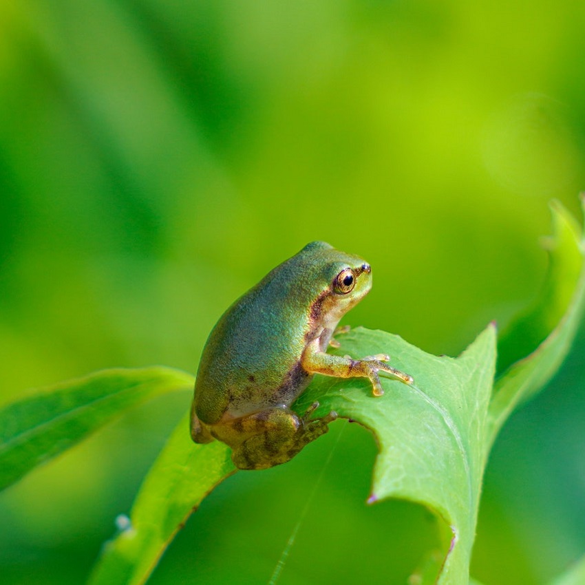 Czym jest syndrom gotującej się żaby w pracy?